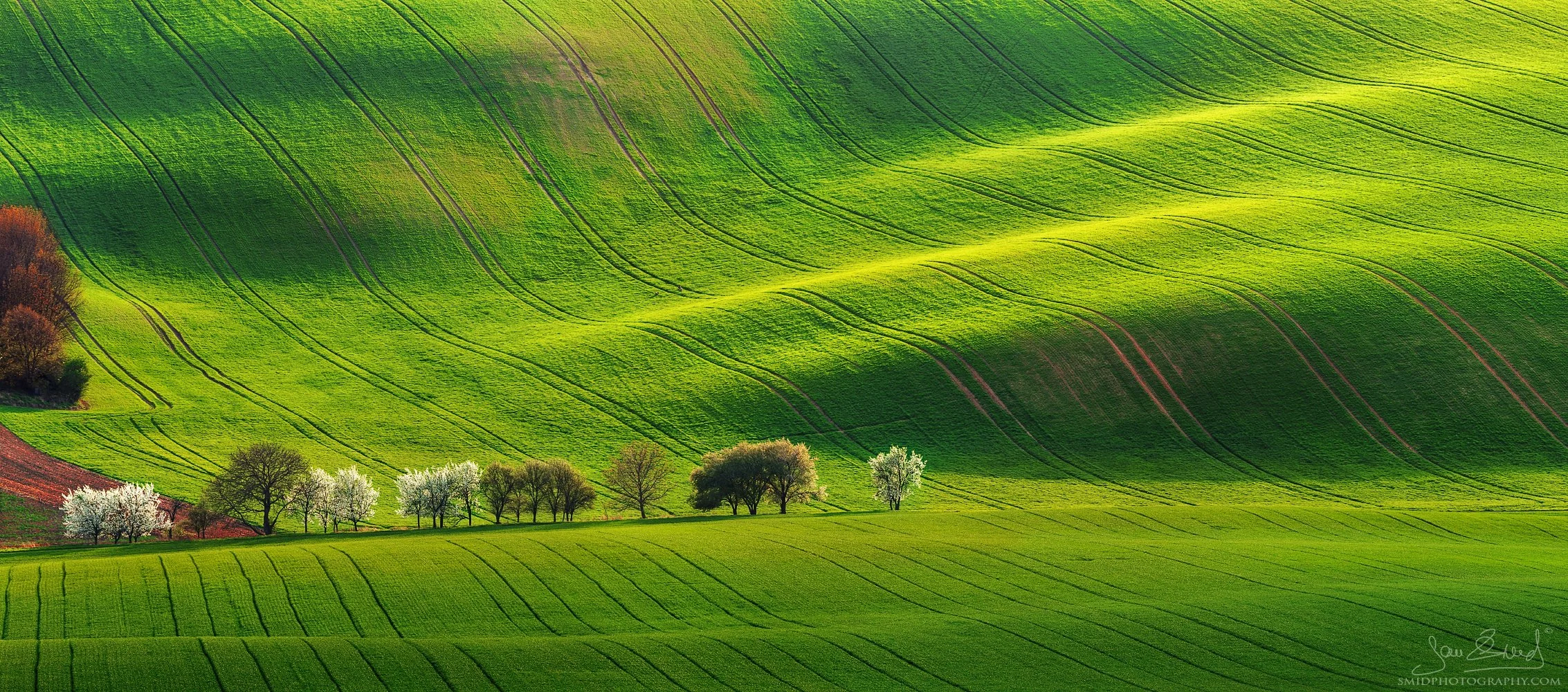 Award-winning panoramic photography of vibrant green rolling hills in South Moravia, titled Spring Wave, by Jan Smid, Master QEP.