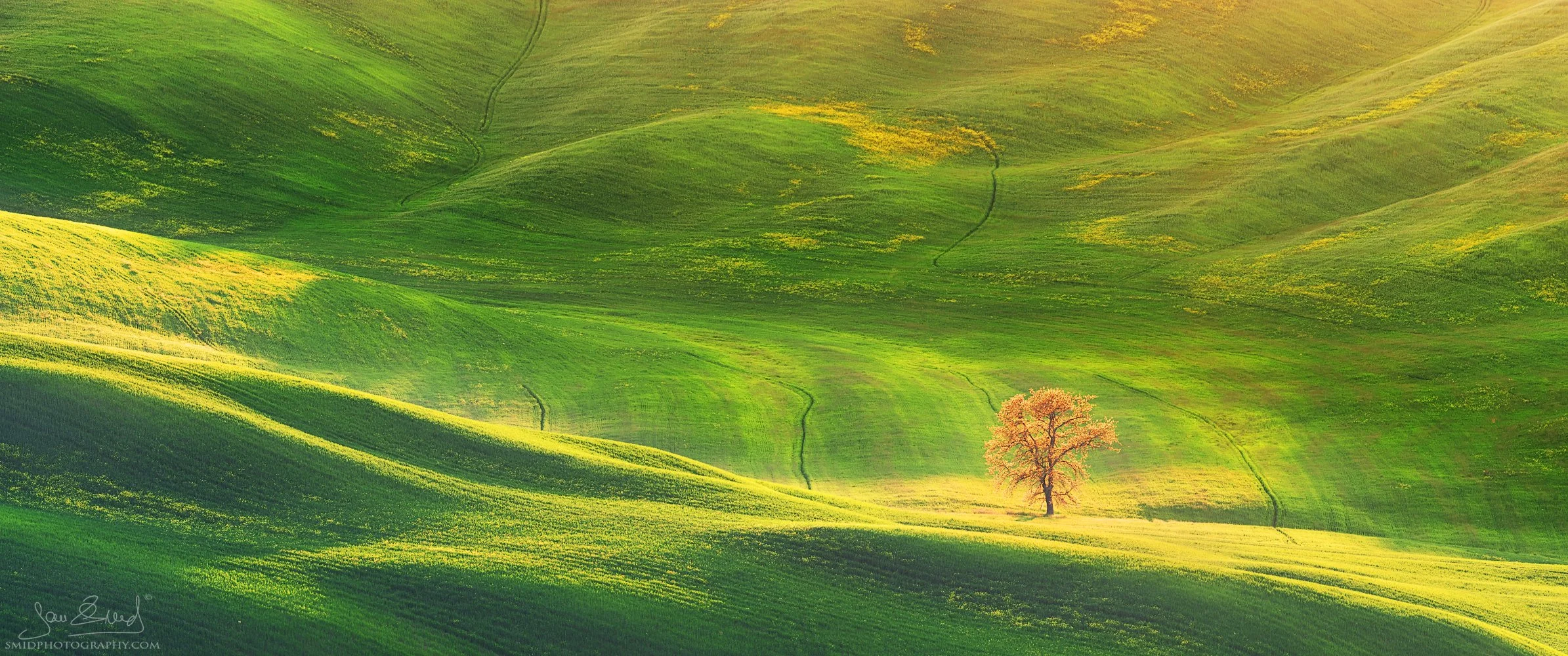 The Solitaire: 2019 sunset panorama of a lonely tree in the green waves of Val d'Orcia. A unique vantage point discovered by Jan Smid, Master QEP, scouting Tuscany since 2017.