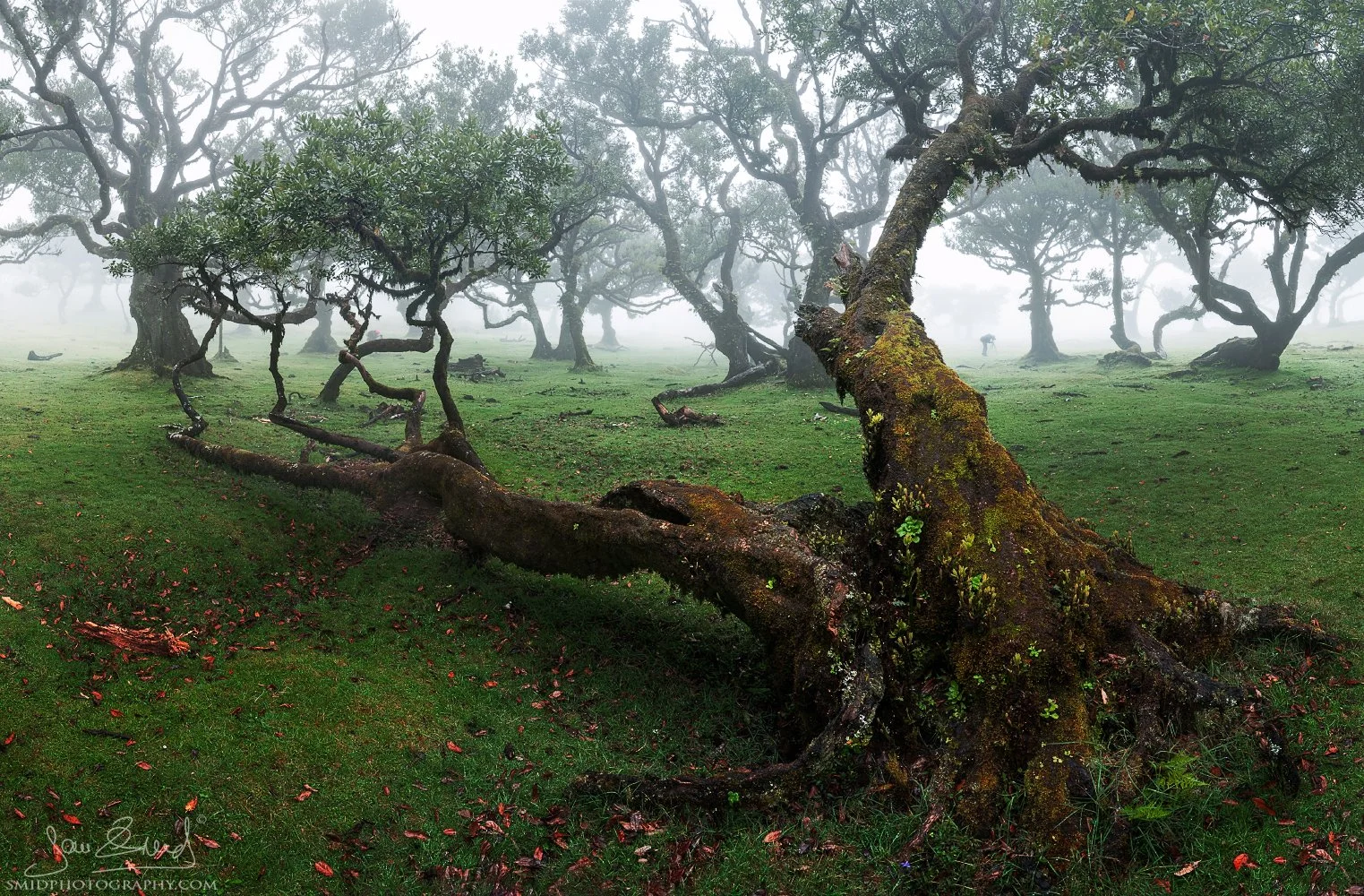 Panoramic landscape photograph "In a Forward Bend" featuring a gnarled, centuries-old laurel tree bowing in the thick, ethereal mist of Fanal Forest, Madeira. Captured by Jan Smid, Master QEP, during a 2021 photography expedition.