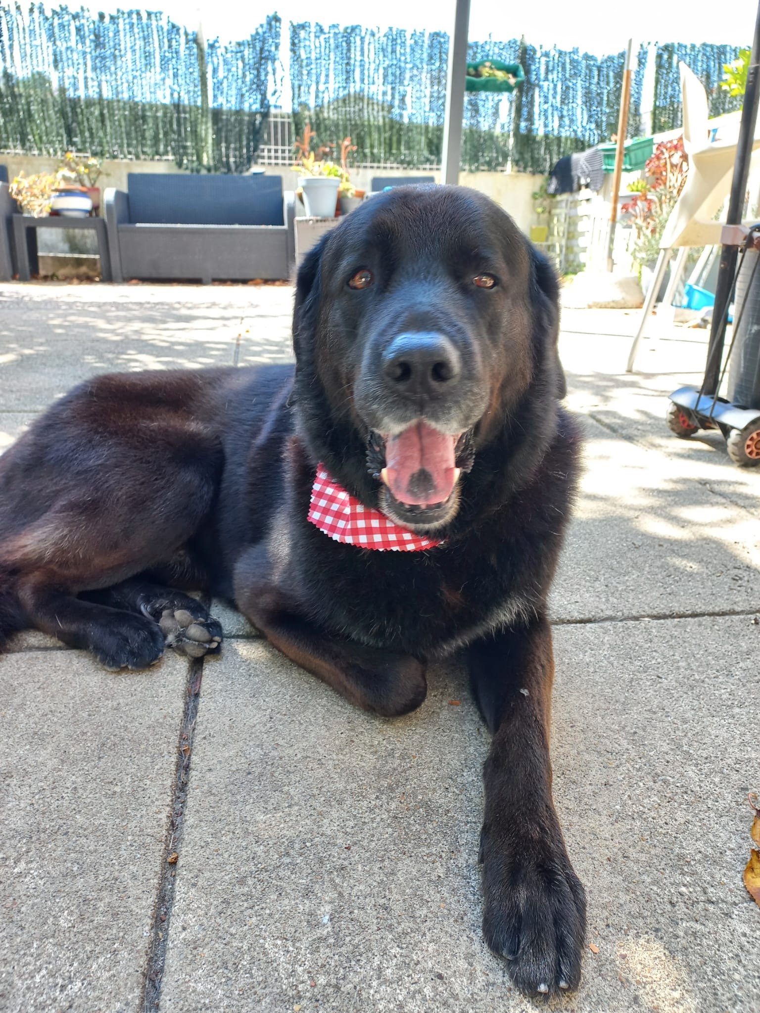 Cachorro preto deitado no chão de um pátio, com coleira vermelha de laços brancos, olhando para a câmera e com a boca aberta em um sorriso.