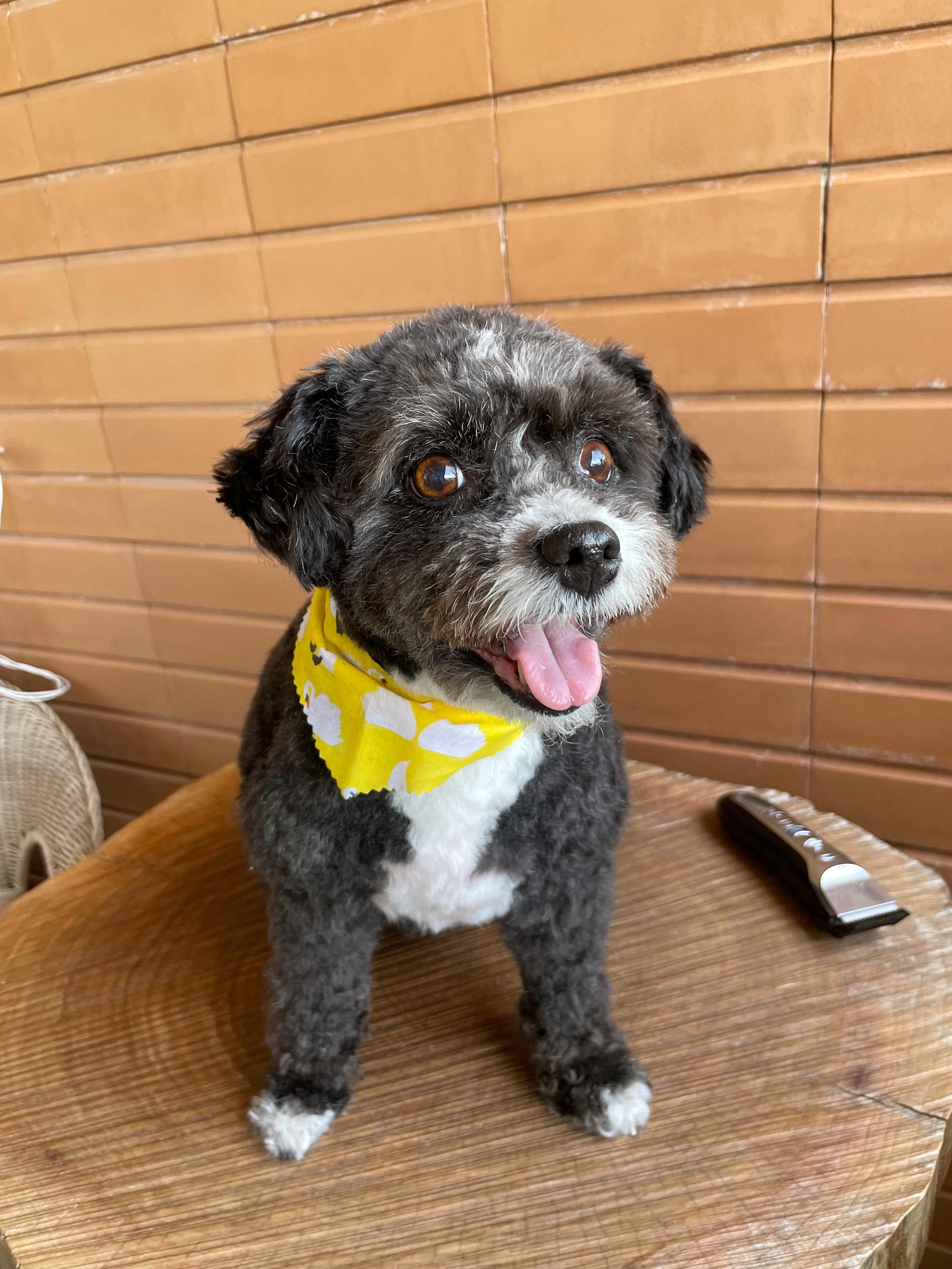 Cachorro pequeno com pelagem escura, bandana amarela com desenhos brancos, sentado sobre uma mesa de grooming
