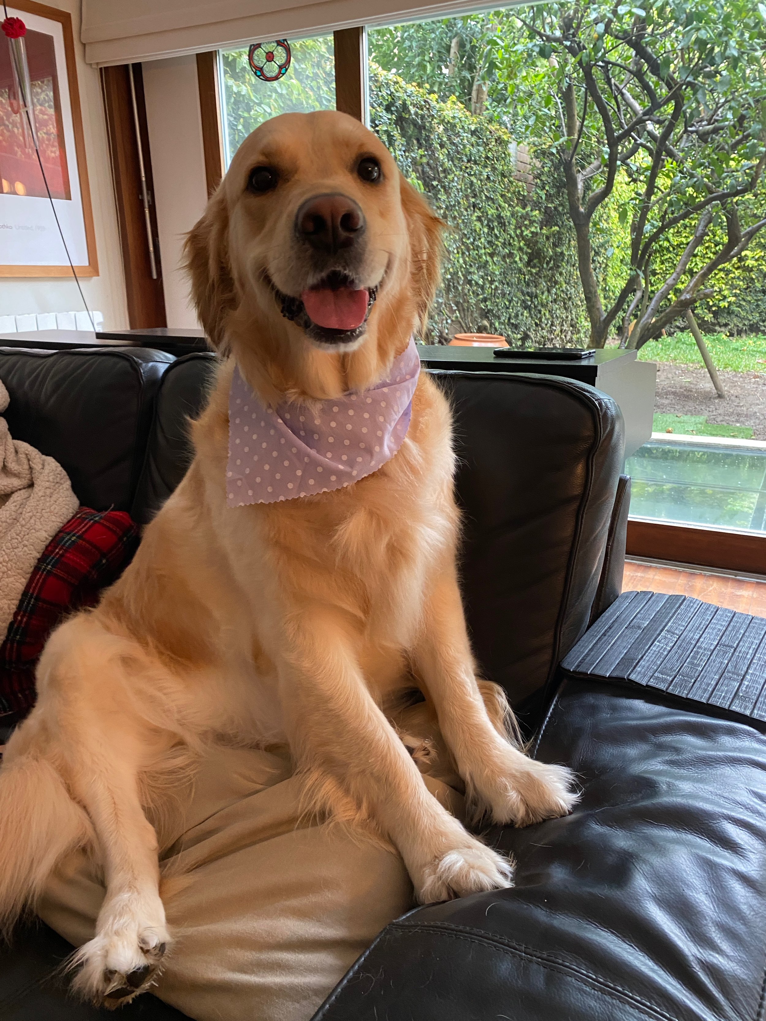 Cachorro amarelo com bandana roxa sentado num sofá