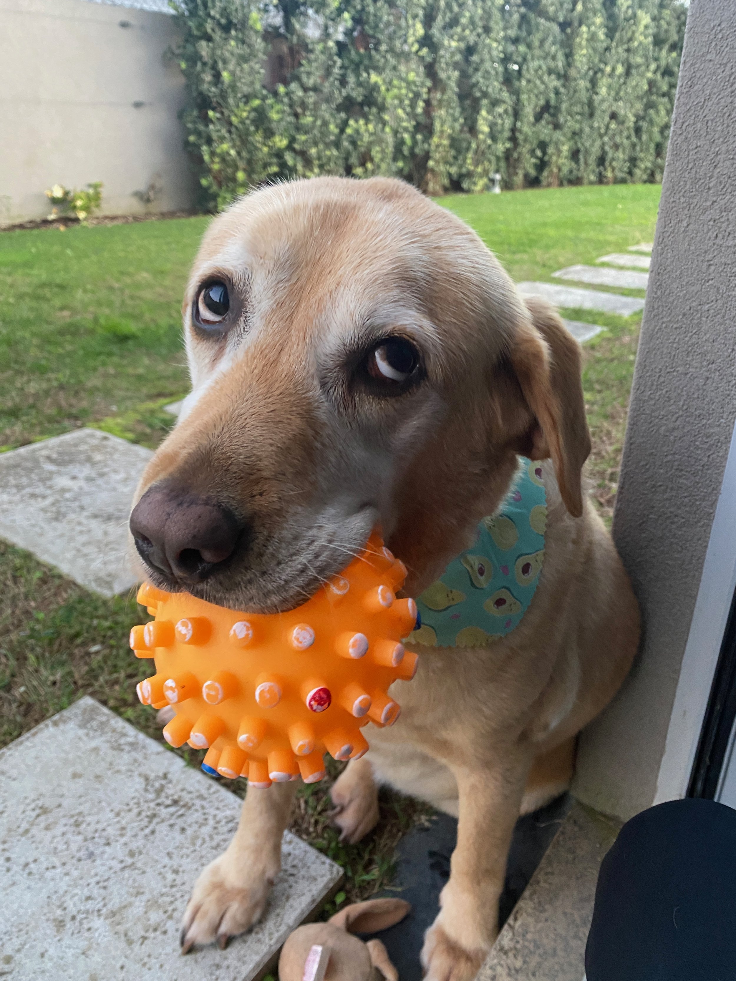 Cachorro de pelagem bege claro com bandana azul segurando uma bola de borracha laranja com pinos