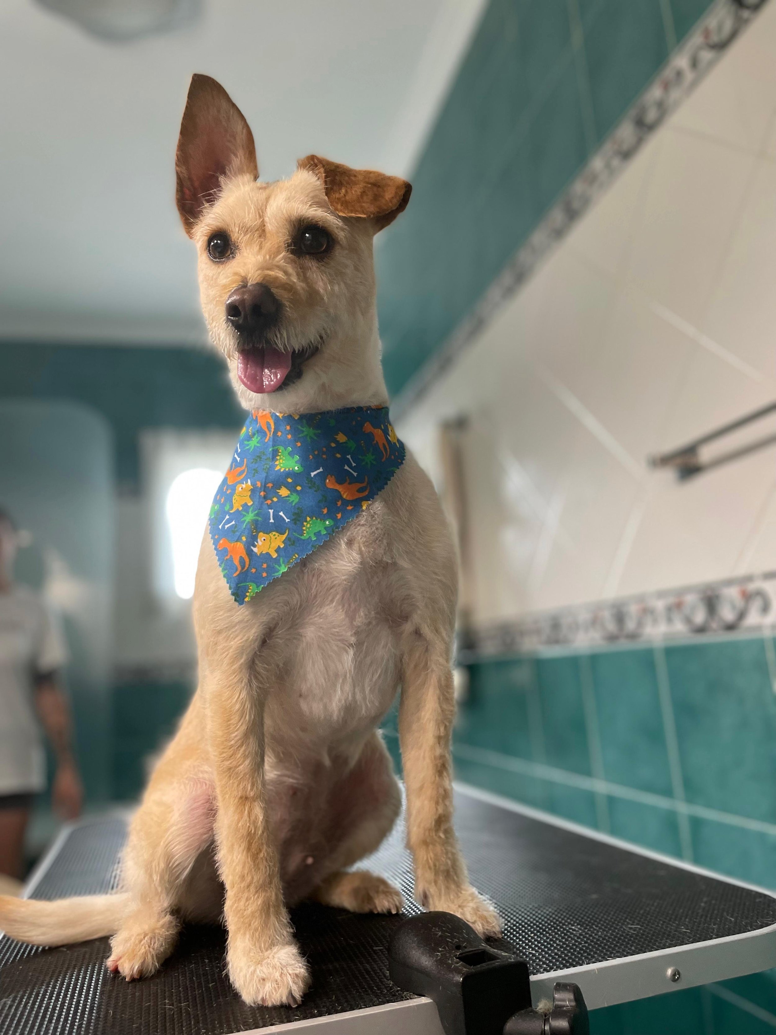 Cachorro sentado na mesa de tosquia, usando bandana azul com desenhos de dinossauros