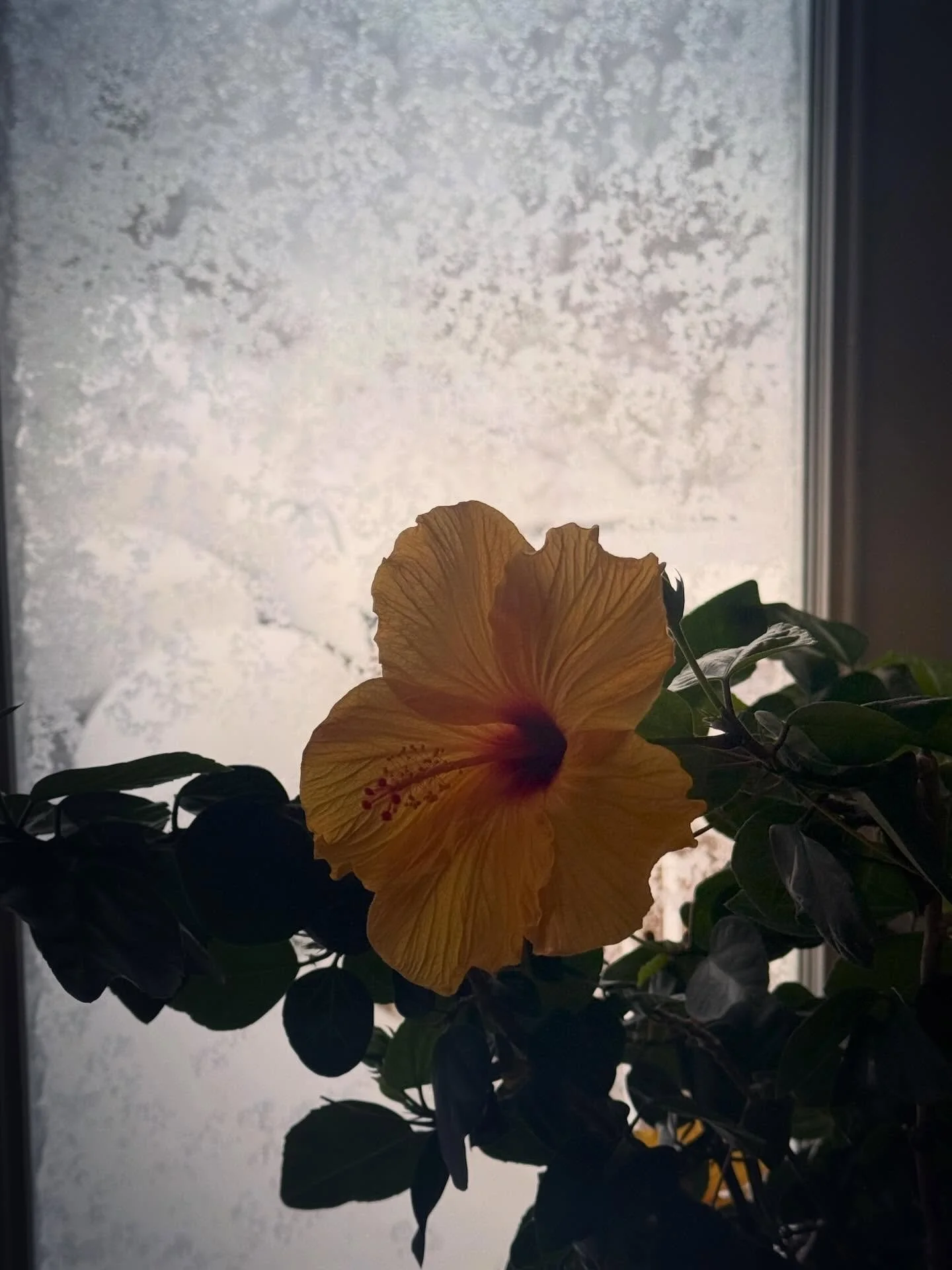 My #hibiscus bringing the sun into her third #blizzard wondering where she went wrong to end up here. Poor Tippy. 🌺