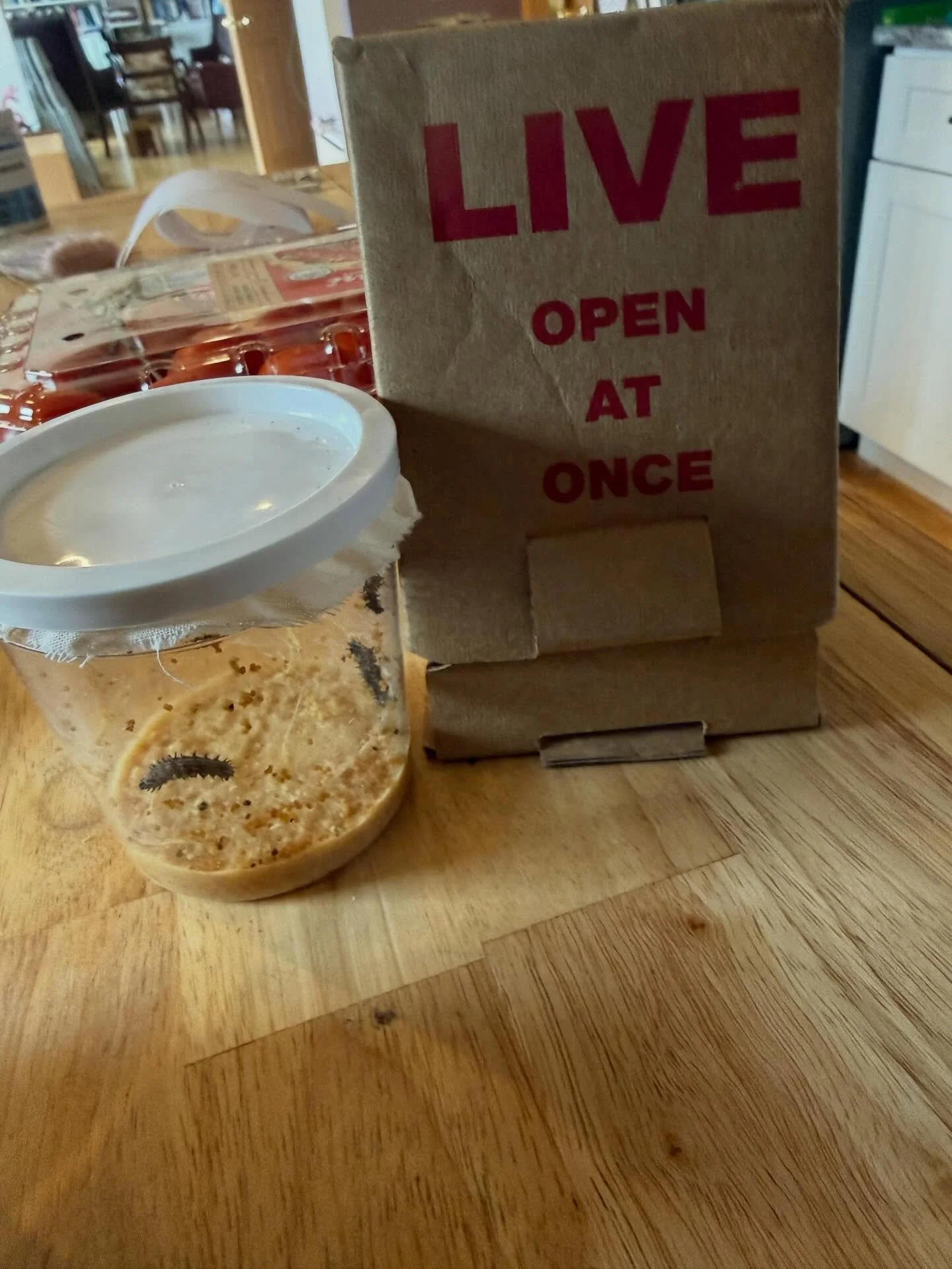 Today we&rsquo;re adding to the collection of live things I&rsquo;ve ordered through the mail: caterpillars. 

#scienceeducation #butterfly #uspostalservice