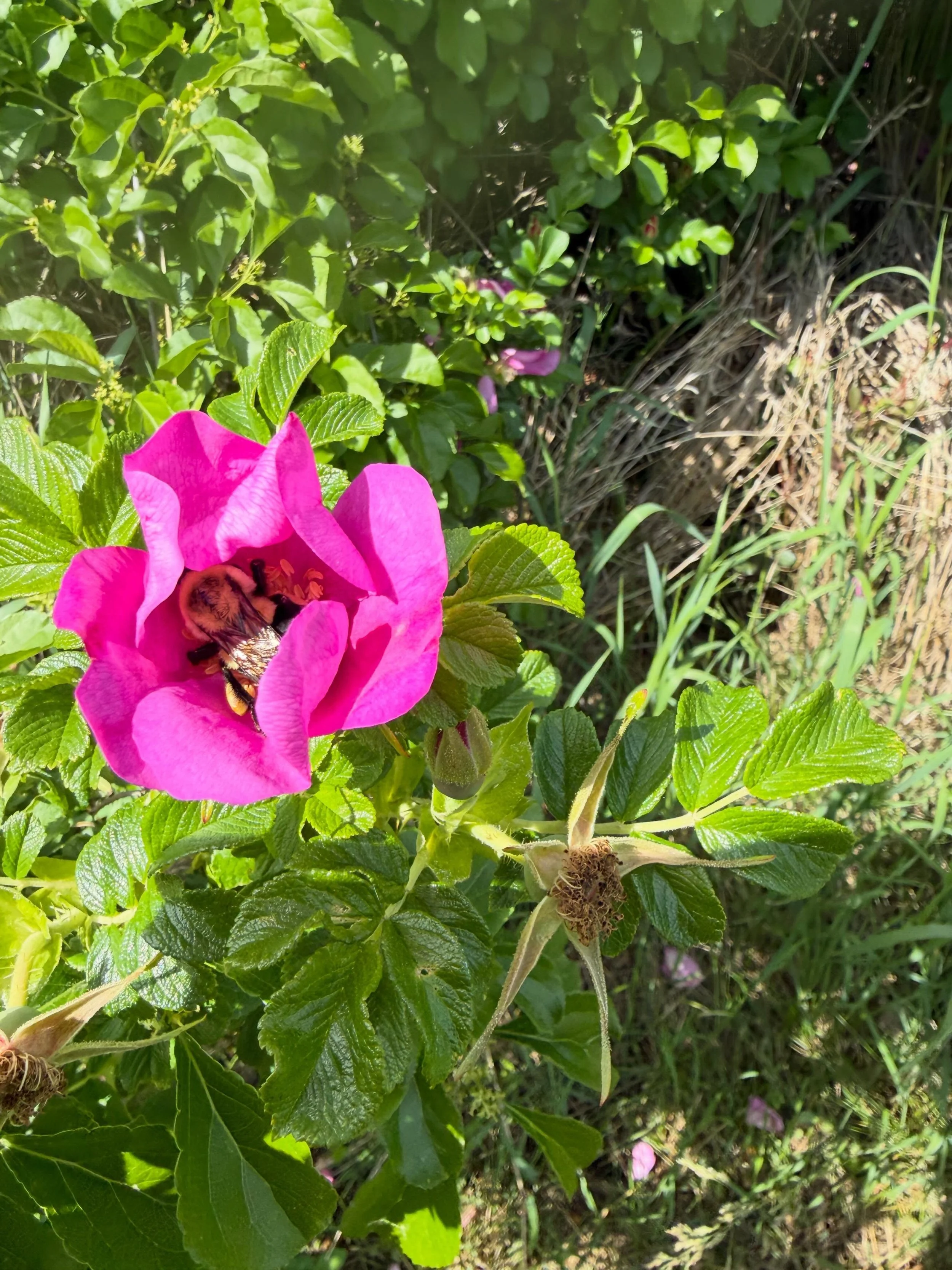 I was having a bad day, but then I saw a bumblebee taking a nap in a flower. #nature #bees #flowers