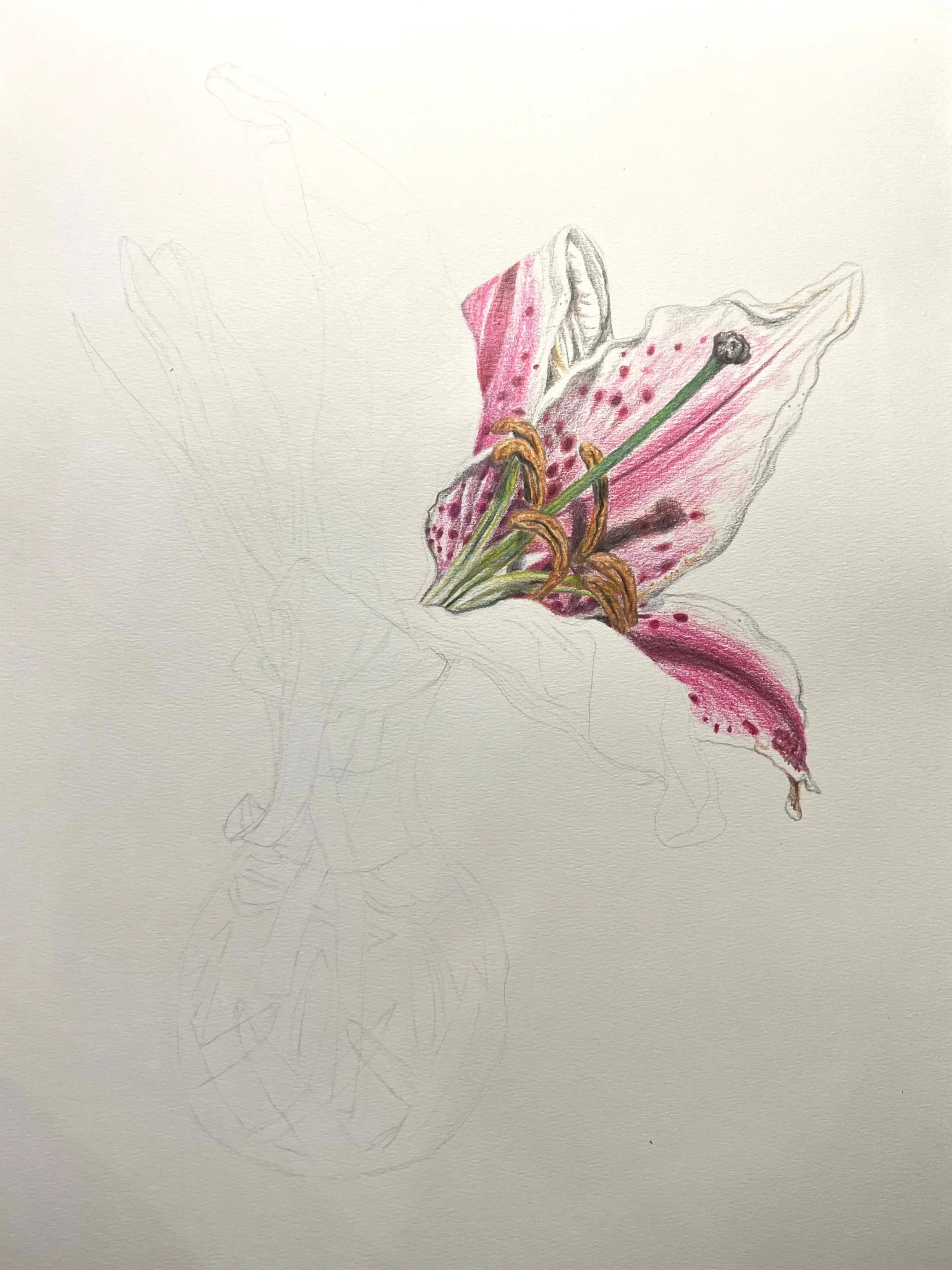 Lillies 1.jpg