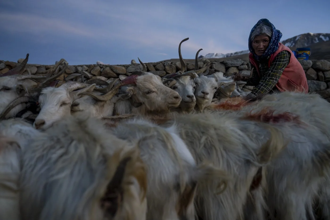 Changpa-Nomadin beim Melken ihrer Pashmina-Ziegen in der Abenddämmerung, Hochebene am Tso Moriri, Ladakh