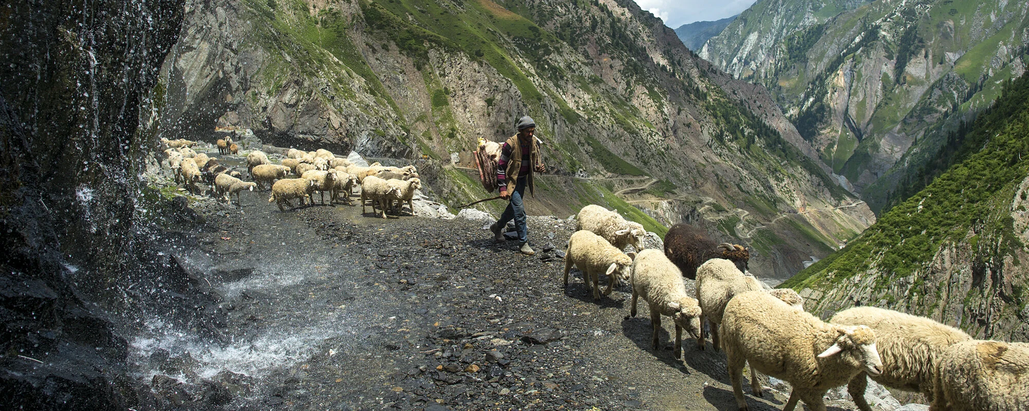 Gaddi-Hirte treibt seine Schafherde über die Strasse am Sach Pass, Himachal Pradesh