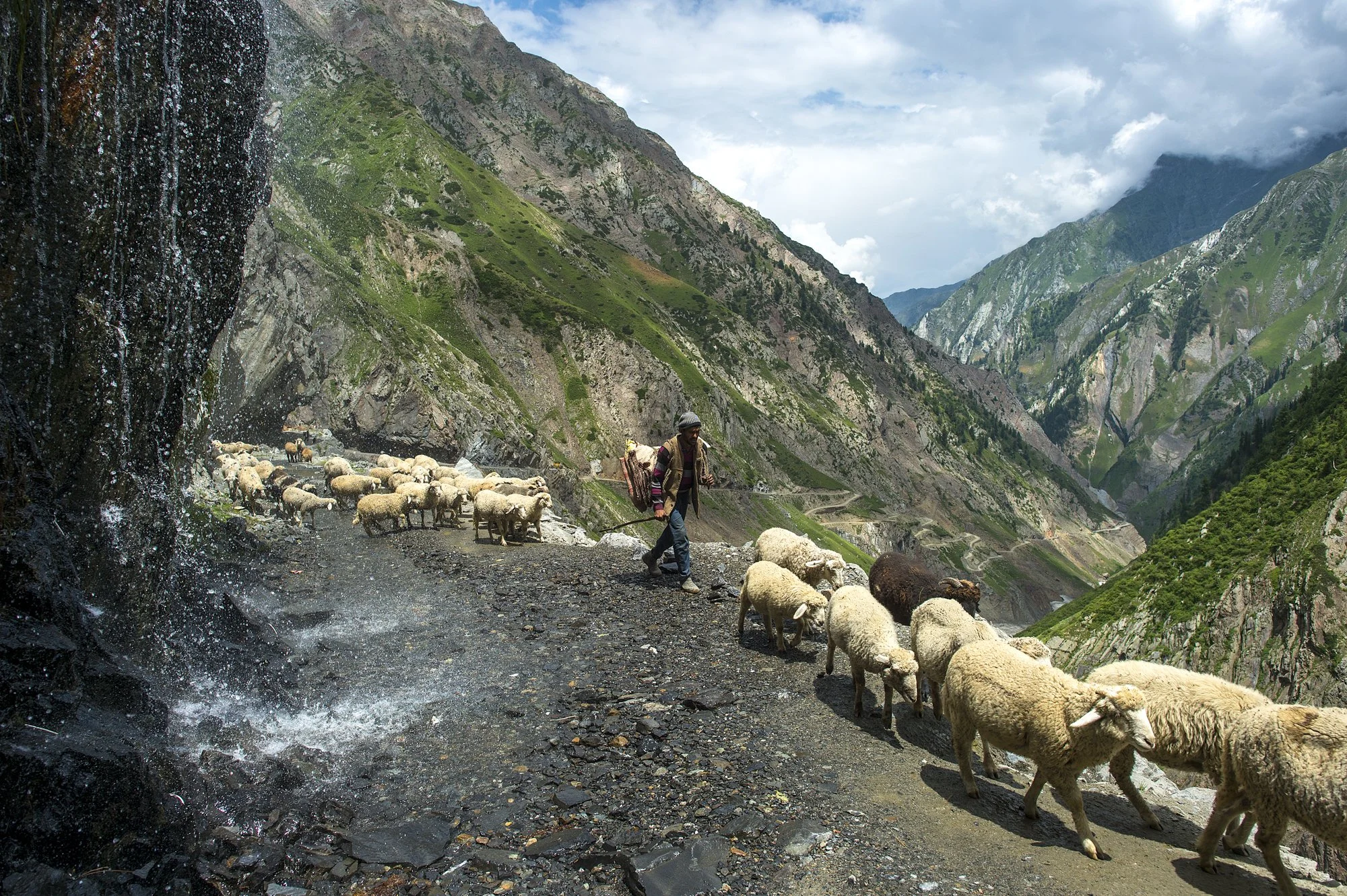 Gaddi-Hirte treibt seine Schafherde über die Strasse am Sach Pass, Himachal Pradesh