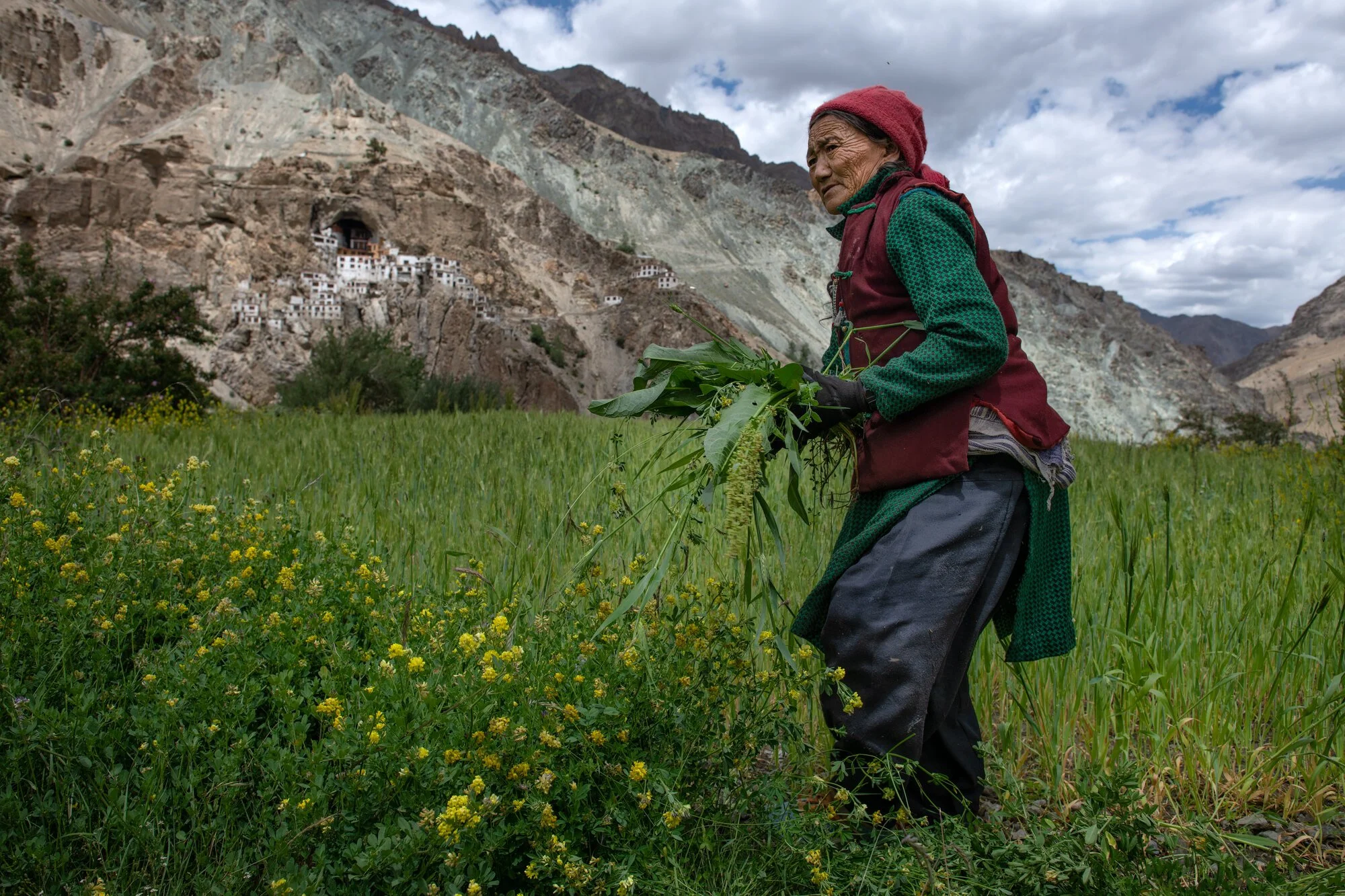 Frau erntet Grünfutter auf den Feldern von Yugar unter dem Kloster Phuktal, Zanskar