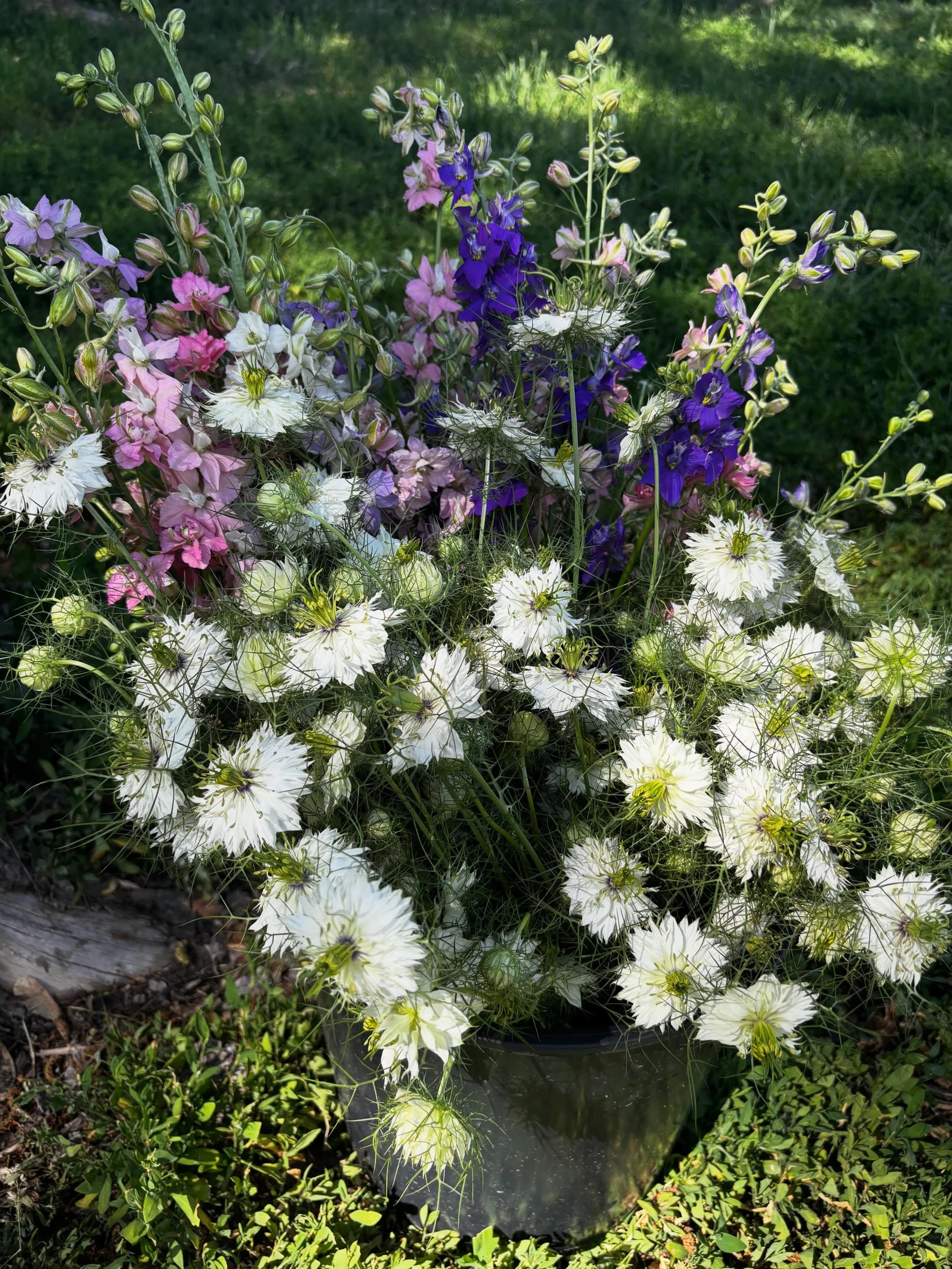 Turned around and it was summer 💕😈☀️larkspur and nigella coming in strong