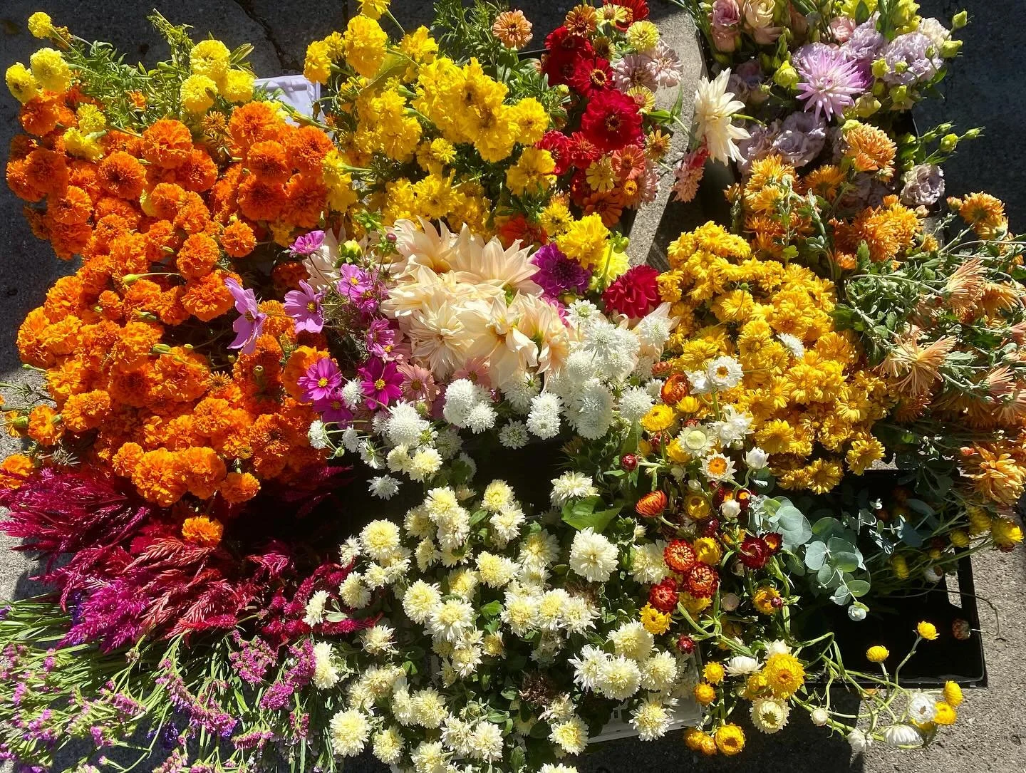 Still pumping out flowers heading into the end of October. Catch us back this week with @keepgrowingdetroit @easternmarket shed 2 Saturday. [will have plenty of marigold bunches for Dia de Los Muertos] ✨🍁🌽🦋