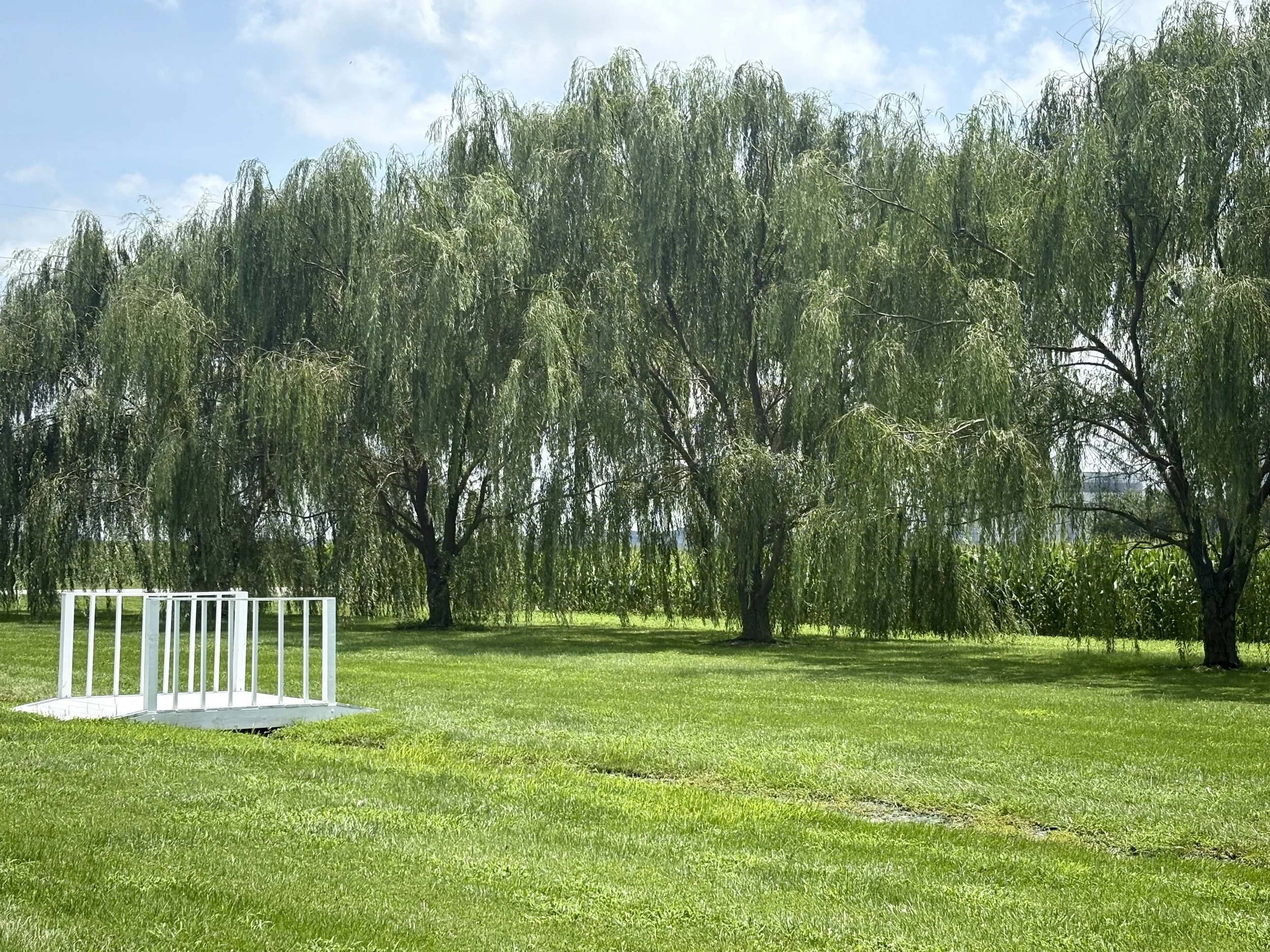 A grassy park with four large willow trees, a white drain cover, and a partly cloudy sky.