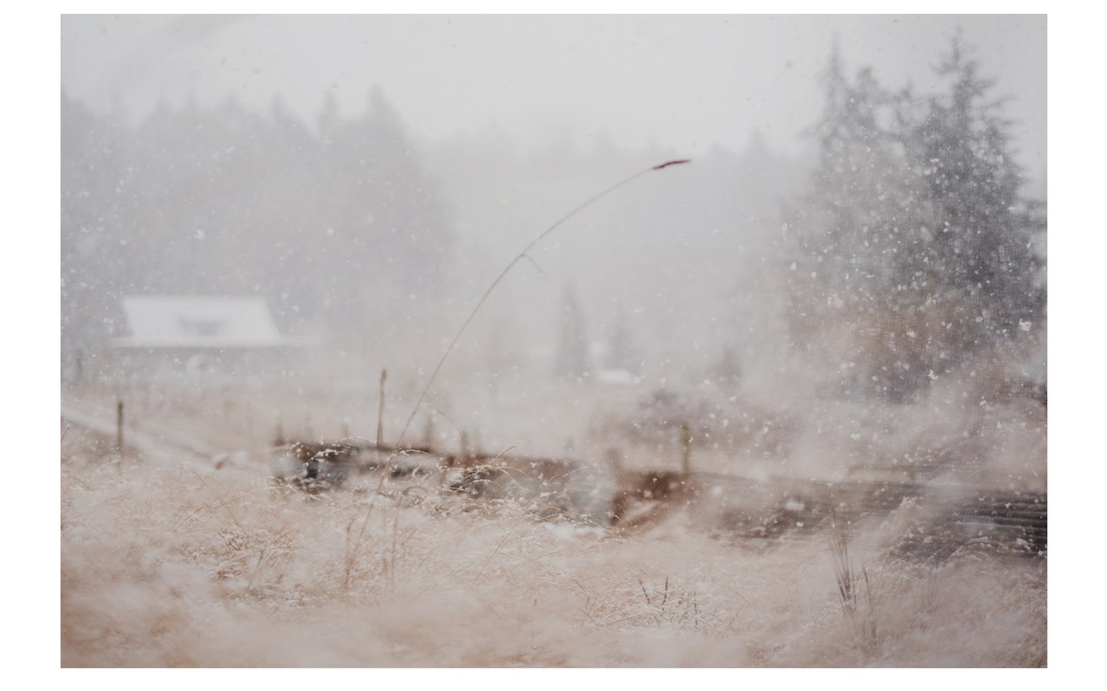 snowed in
fingers dust
the guitar
getting used
to nothing happening
winter field
duck pond
feathers lightly frozen
to the surface