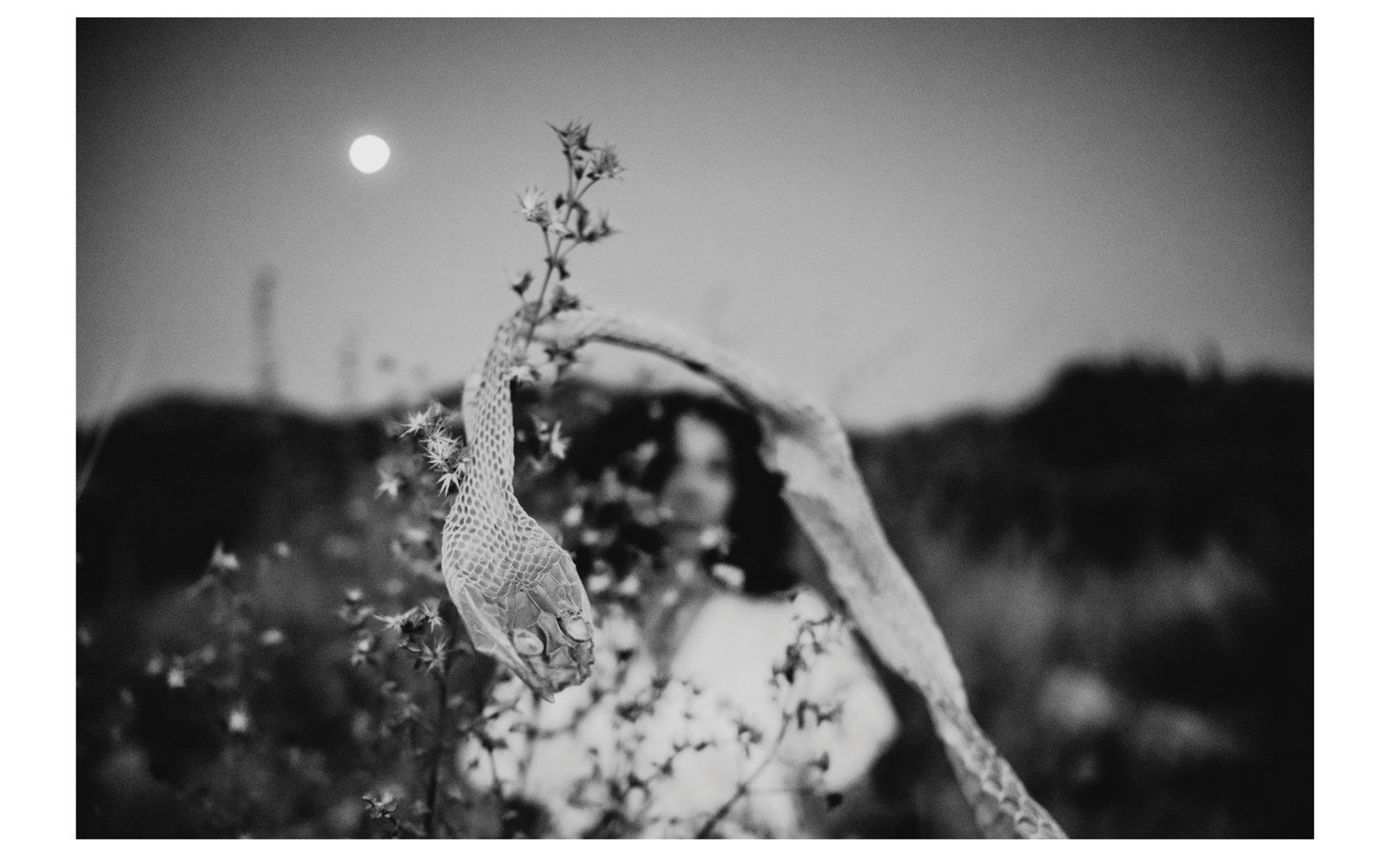 when i was invited to present at pechakucha, i spent some time deciding whether to base my talk around my professional life as a photographer, or my mystic life, as a poet. with year of the snake upon us, i decided to shed my photographer skin for a