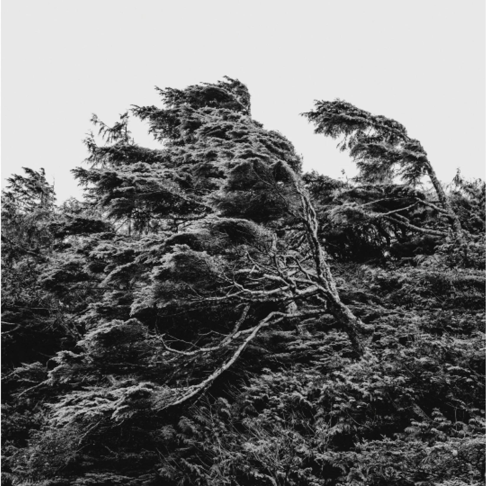 three may days - update 202610.jpg