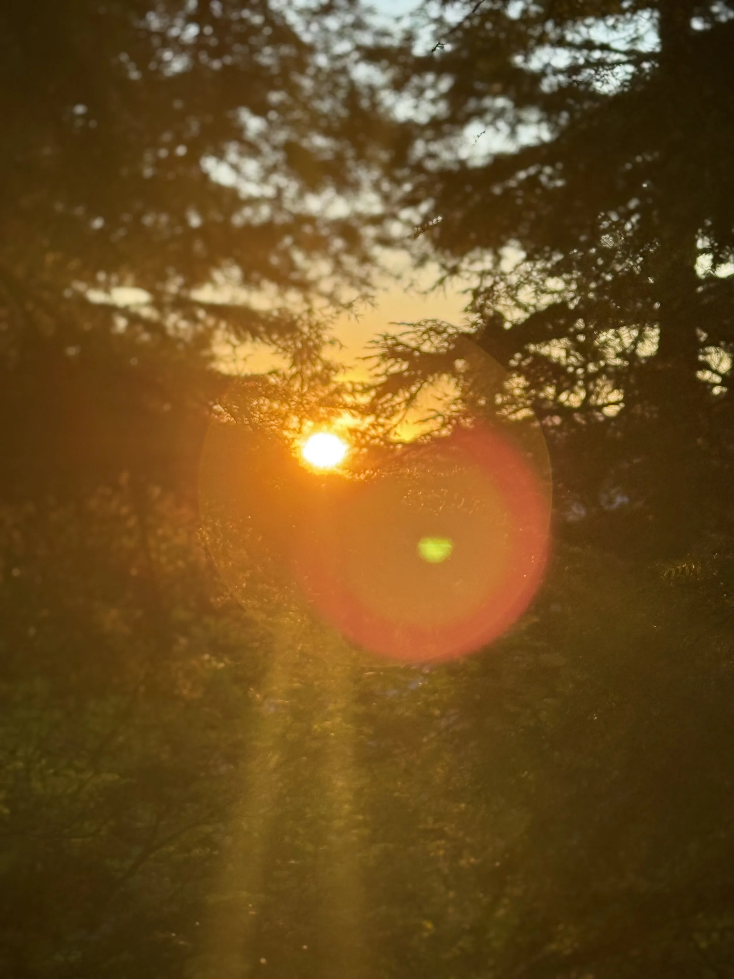 IMG_5432.jpeg