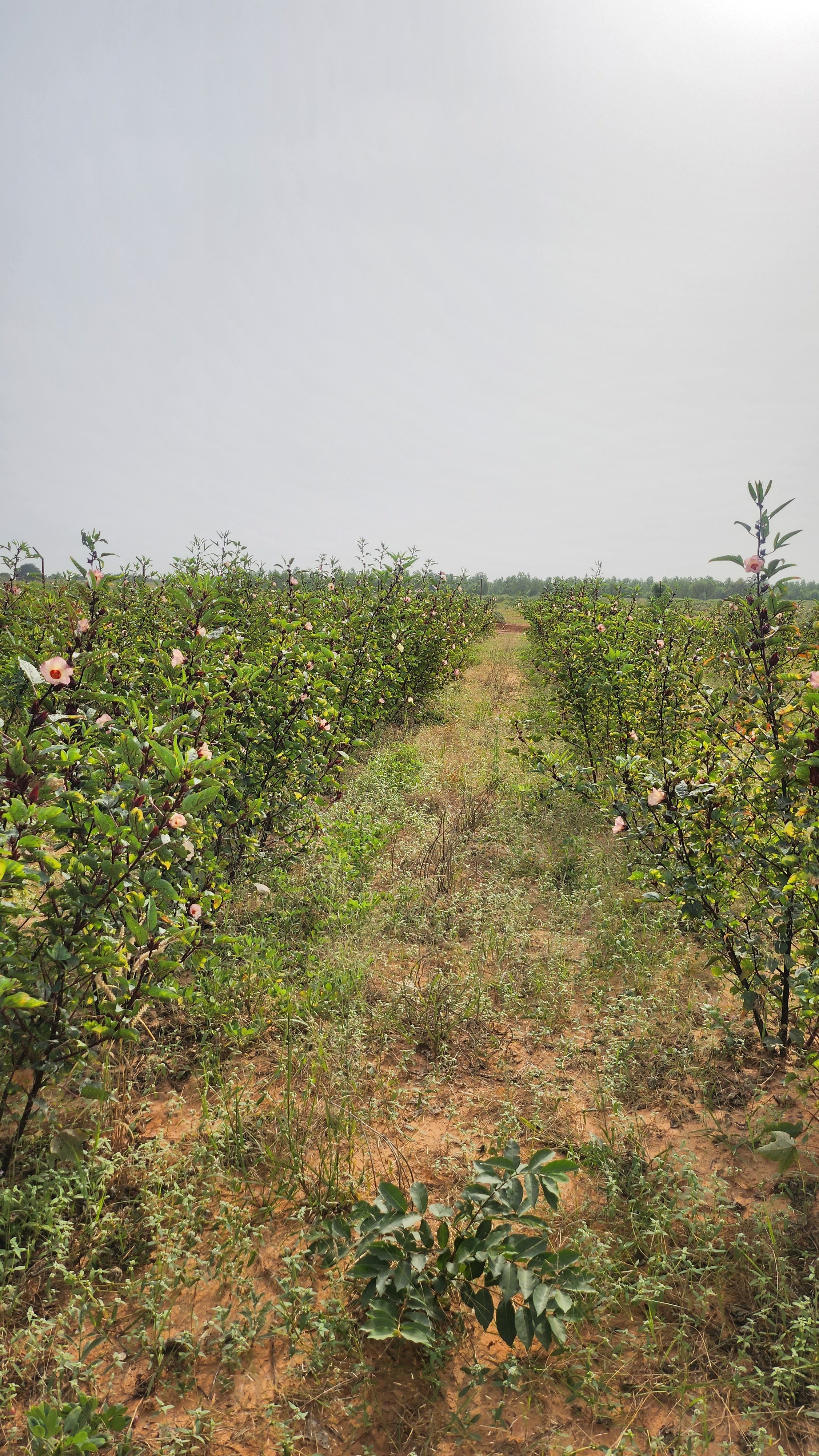 Our Resilience, Our Planet: The Forest as a Lifeline