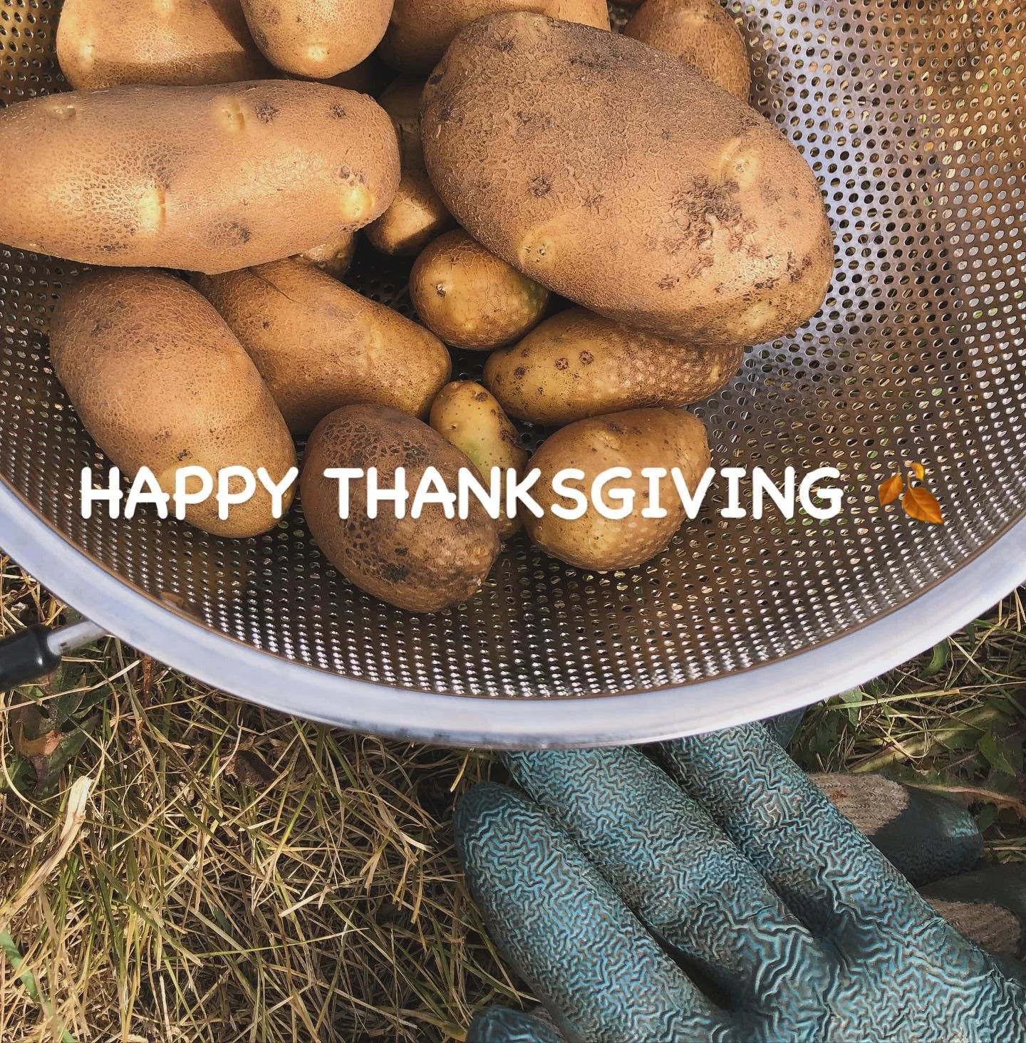 These few little gems that grow in our garden will be mashed and ready later today! Happy Thanksgiving 🍂🧡 to all my Canadian family and friends. I&rsquo;m so grateful for each of you&hellip;my cup truly runneth over. xx