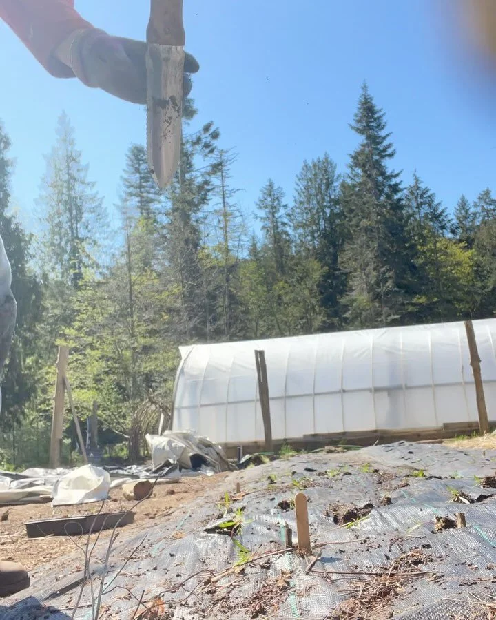 This is what planting looks like these days&hellip;But some way, some how, the plants are getting in the ground and my legs are getting strong!

Because we like to attempt to do as many things as possible with babies strapped to our backs, Claire of 