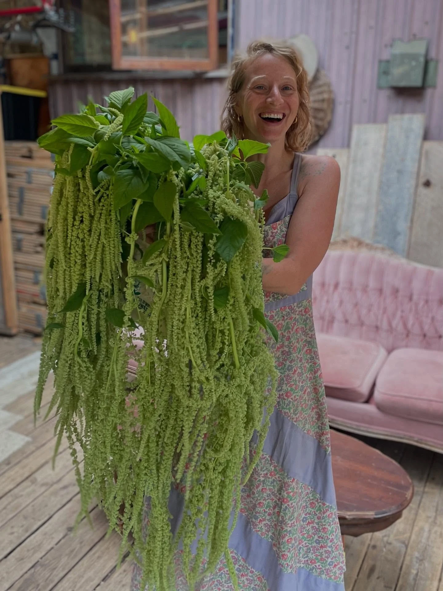 Amaranth love affair continues ❤️