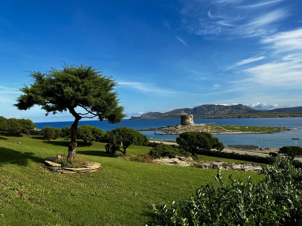 Pinie bei Stintino, im Hintergrund die Torre della Pelosa