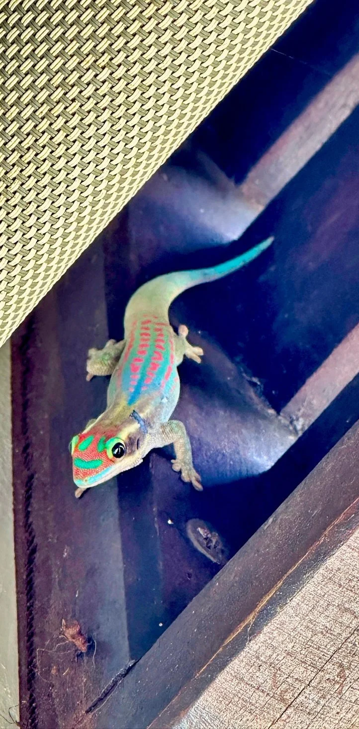 Der Taggecko als regelmässiger Gast