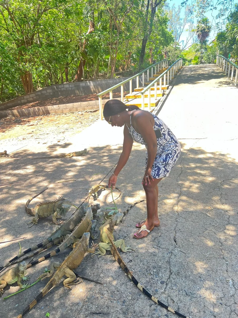 A guest feeding iguanas at the Marine Park