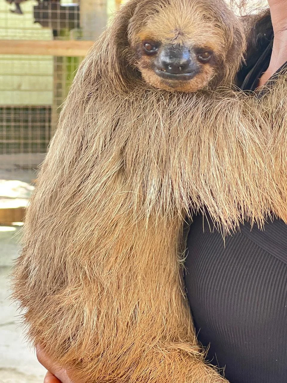 The Best Tours in Roatán: Adventure, Wildlife &amp; Unforgettable Island Experiences