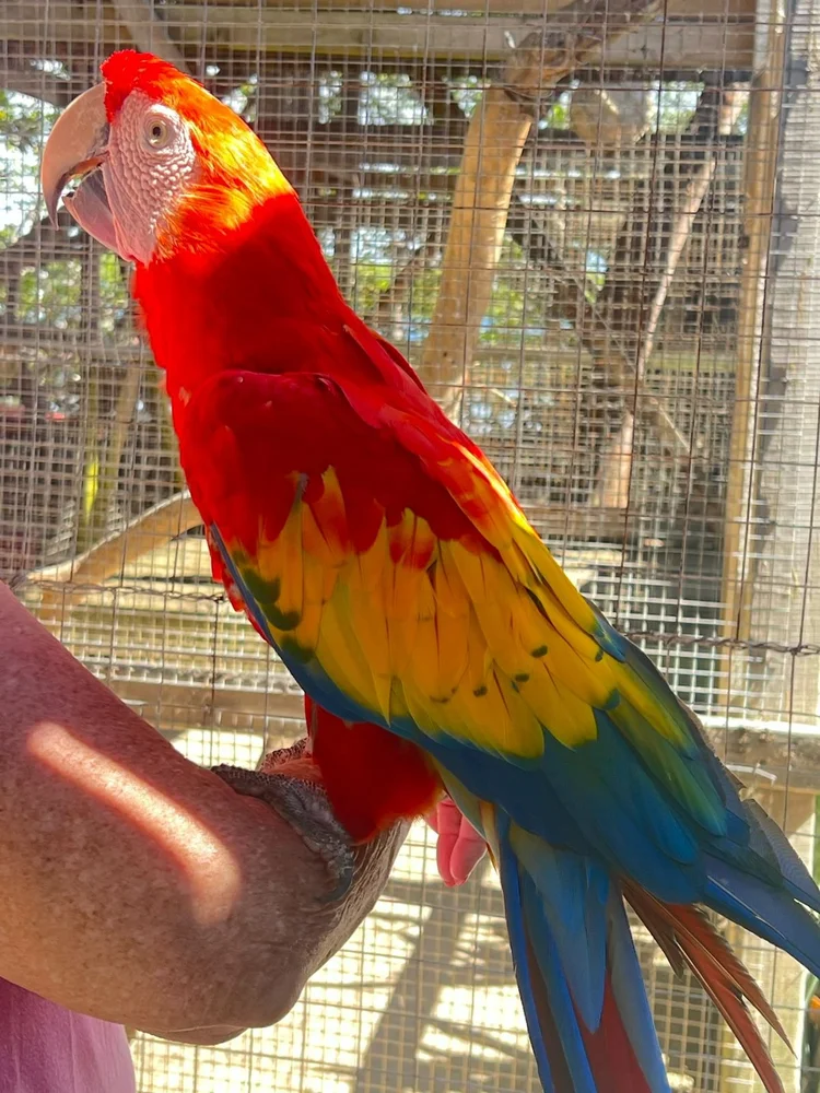 A colorful parrot perched on a guest's hand