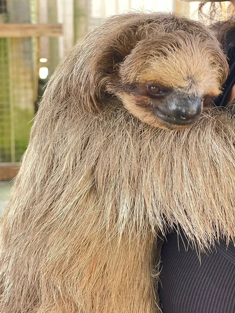 A sloth resting on a guest's shoulder