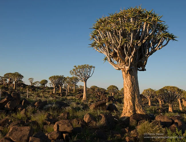 On Safari – Namibia – Quiver Tree Forest