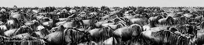 Safari Update Day 5 – Tanzania