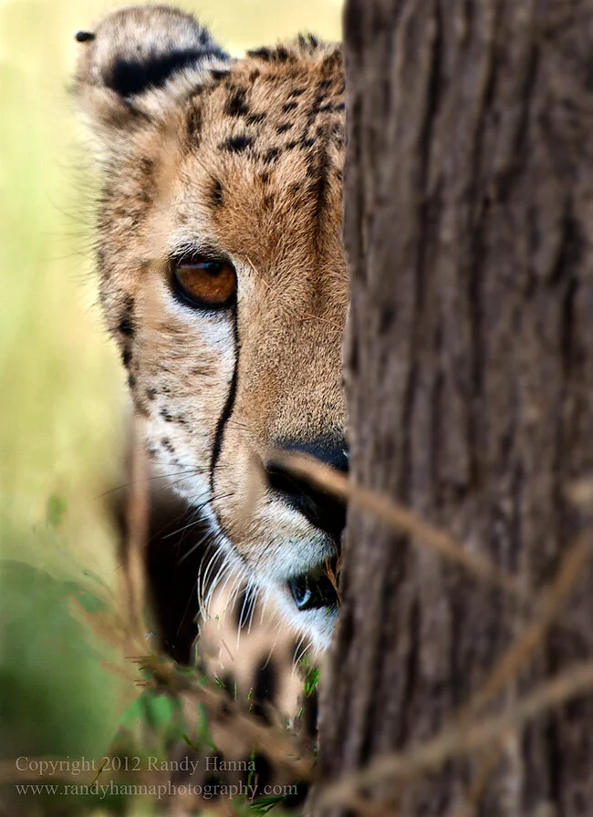 Nikon D3x, 200-400mm f/4.0 @ 400mm, ISO 250, 1/250 sec at f/5.0