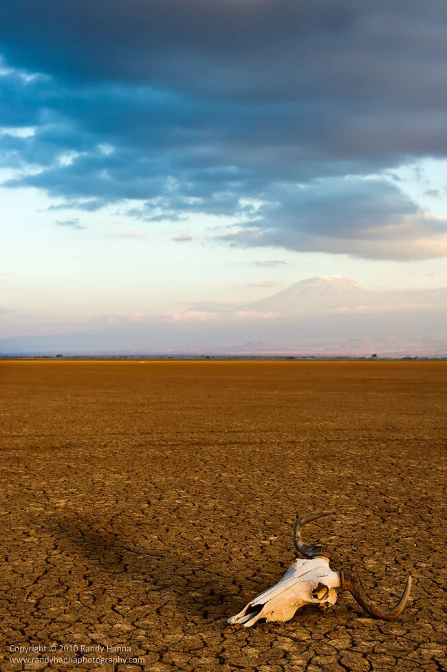 Not An Animal In Sight