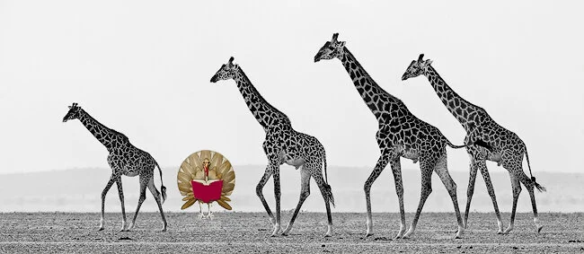 Happy Thanksgiving To All