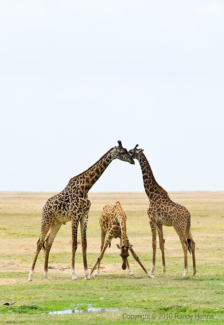 Giraffe Treats