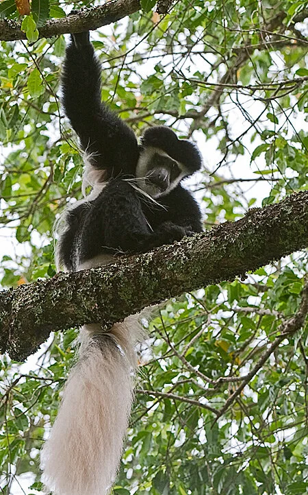 The Journey Begins – Arusha National Park