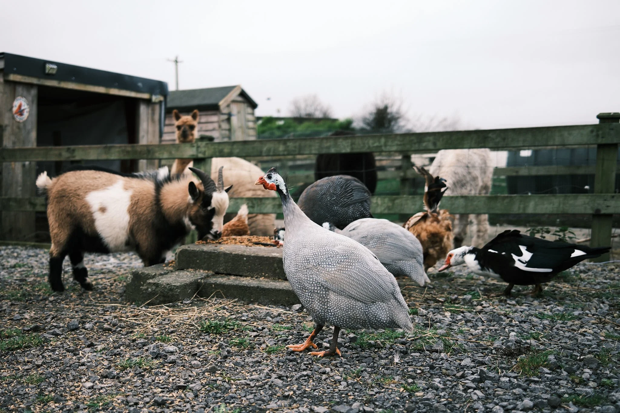 Kev's Farm 