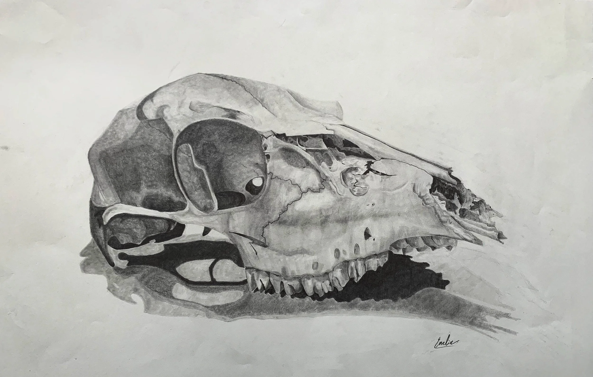 Beck_SkullStillLife.jpg