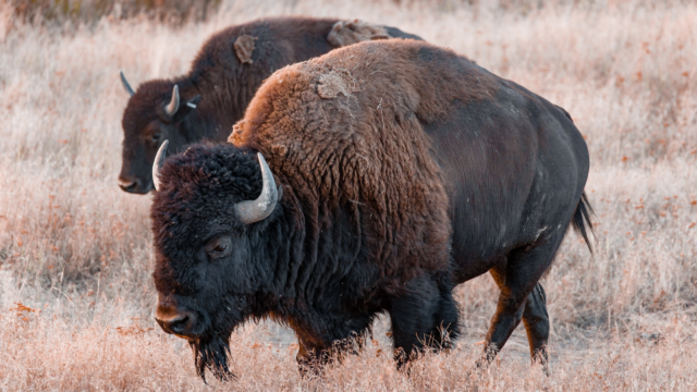 10-bison-facts-1-640x360-c.png