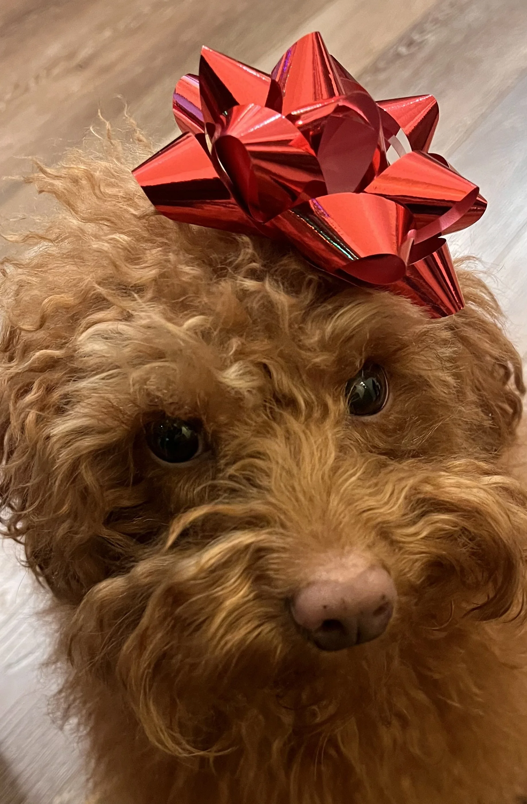 Red Bow Atop