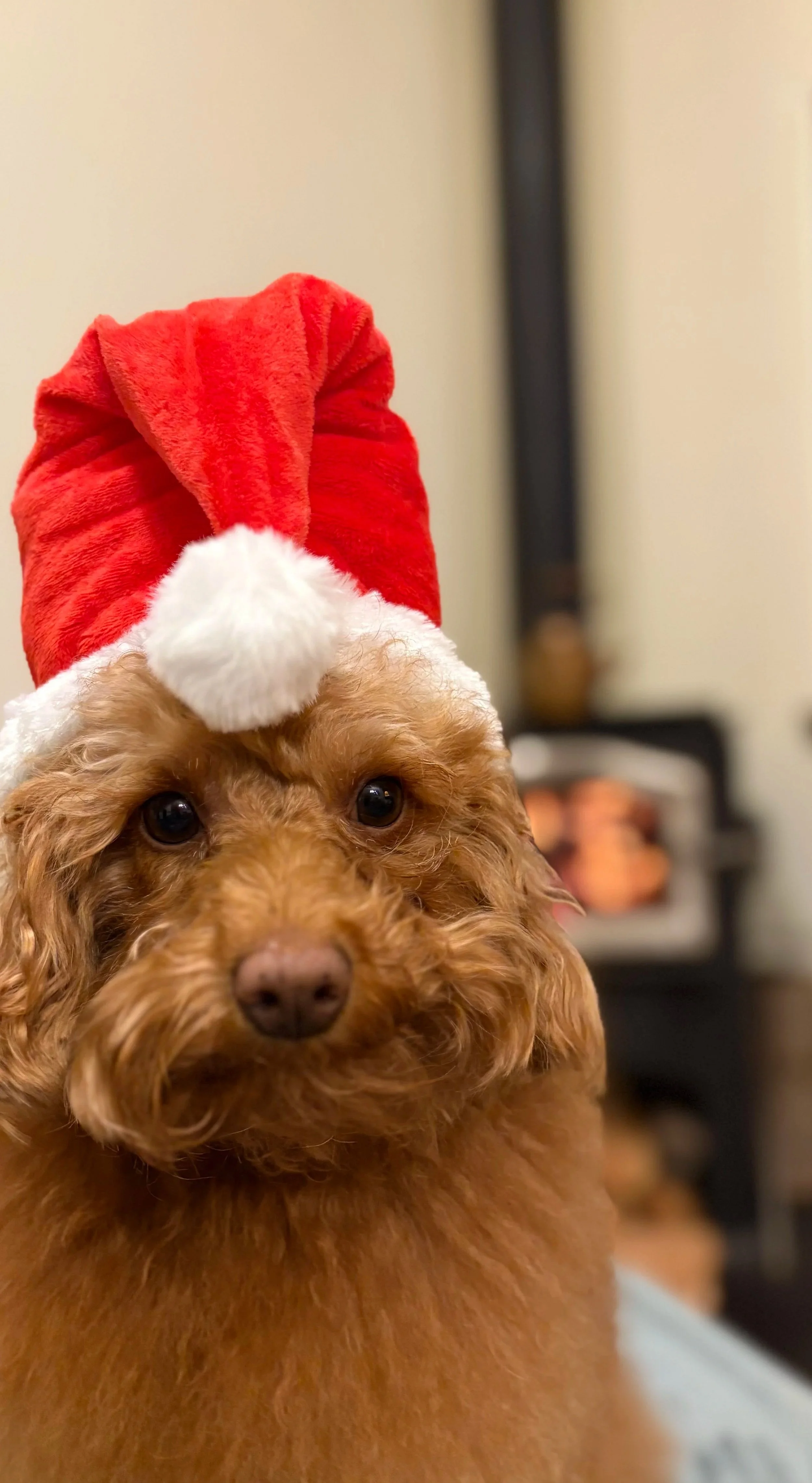 Santa Hat