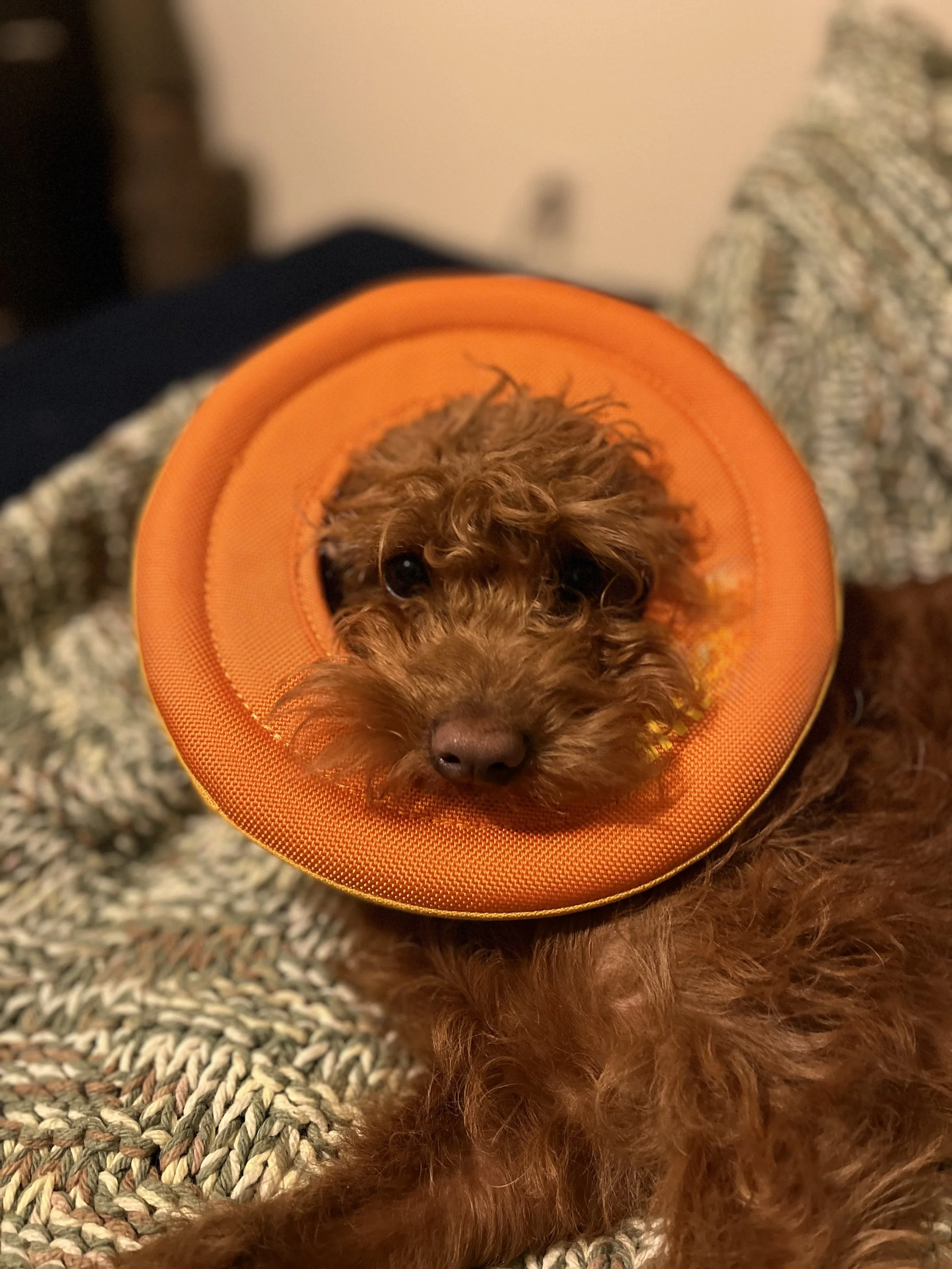 cute furry dog face in the middle of a bright orange cloth  round throw toy for dogs