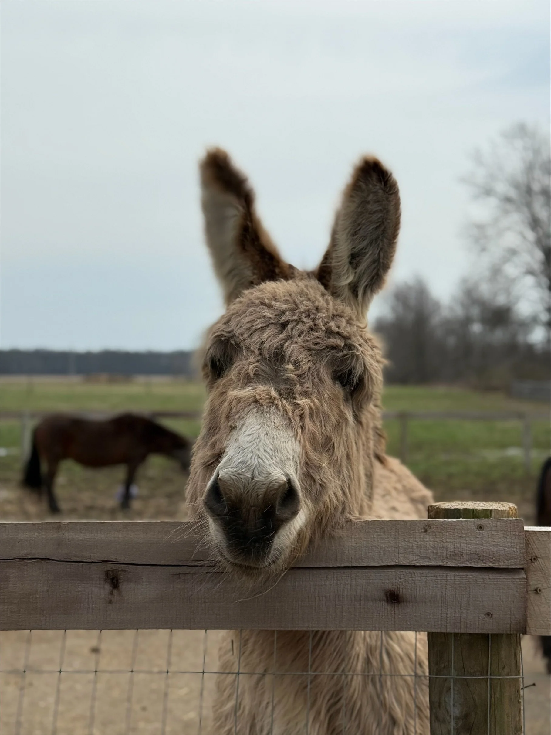 we are so excited to spend the day with @foreverlandfarm next weekend!! 🐮 only a few tickets are left so be sure to grab yours now before they run out! 🐴 

Join Midwestern Lesbian for a Big Gay Farm Day with Foreverland Farm Animal Sanctuary! Forev