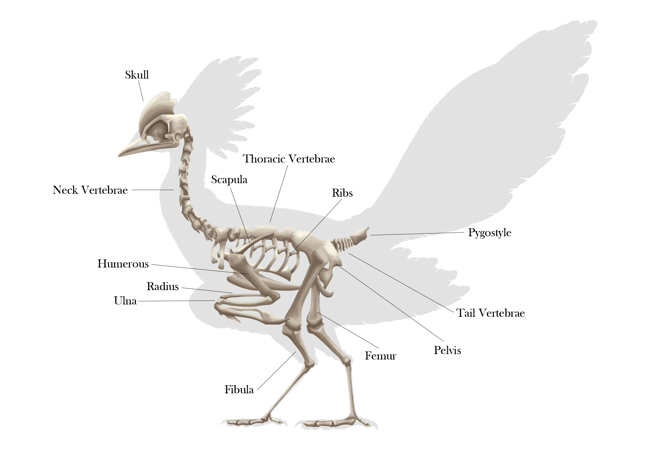 Skeletal Diagram