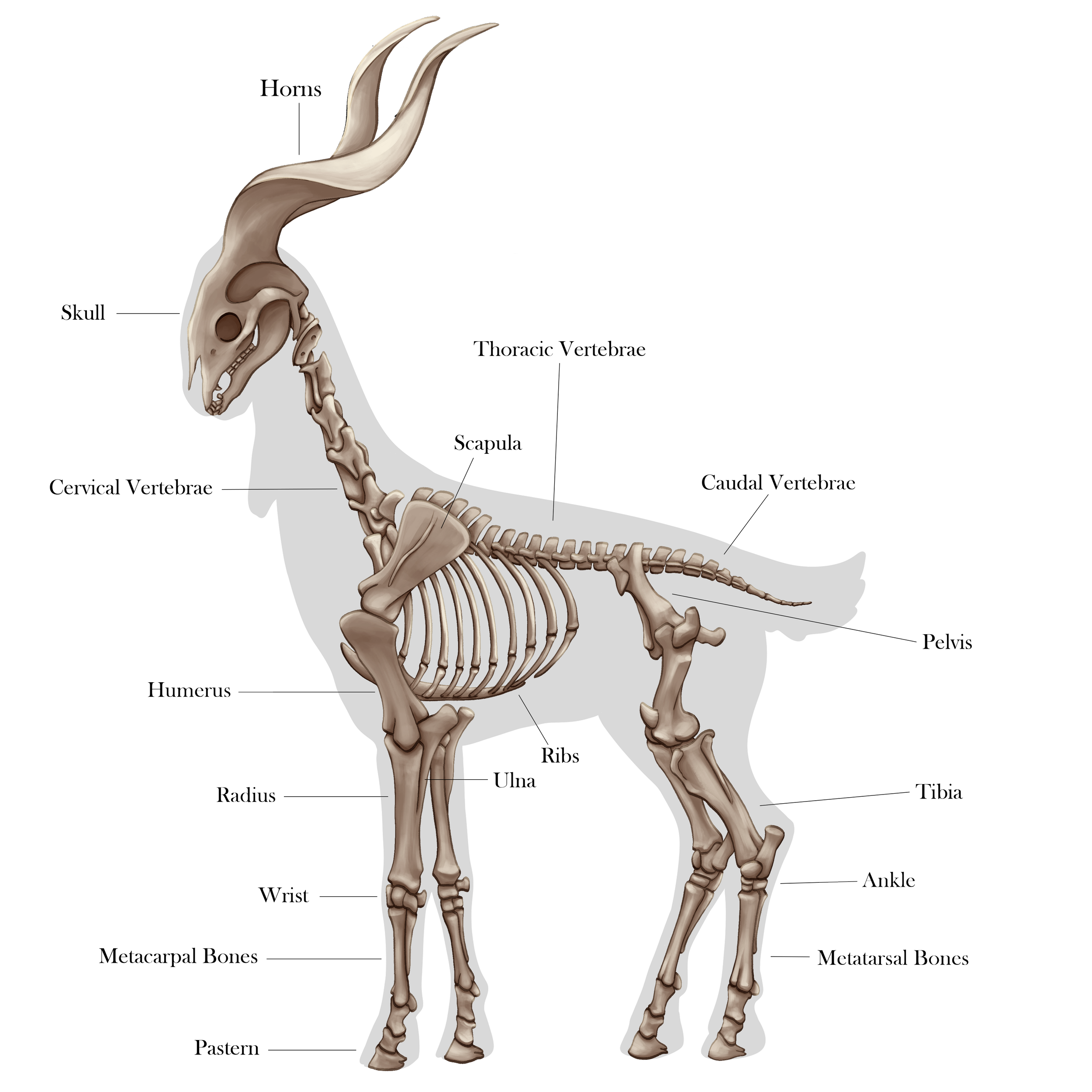 Skeletal Diagram