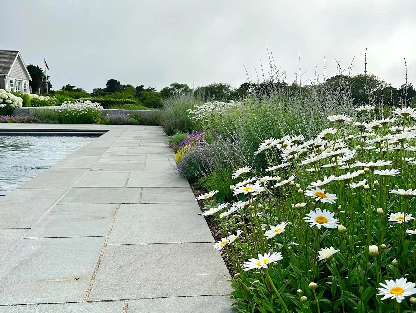 Pool side Nantucket garden with Daisy's, Lavender, Russian Sage, and Nepeta on a summer day.
